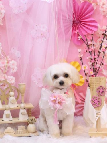 20250328チプレちゃん